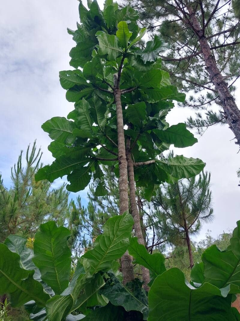 Anthocleista amplexicaulis habit