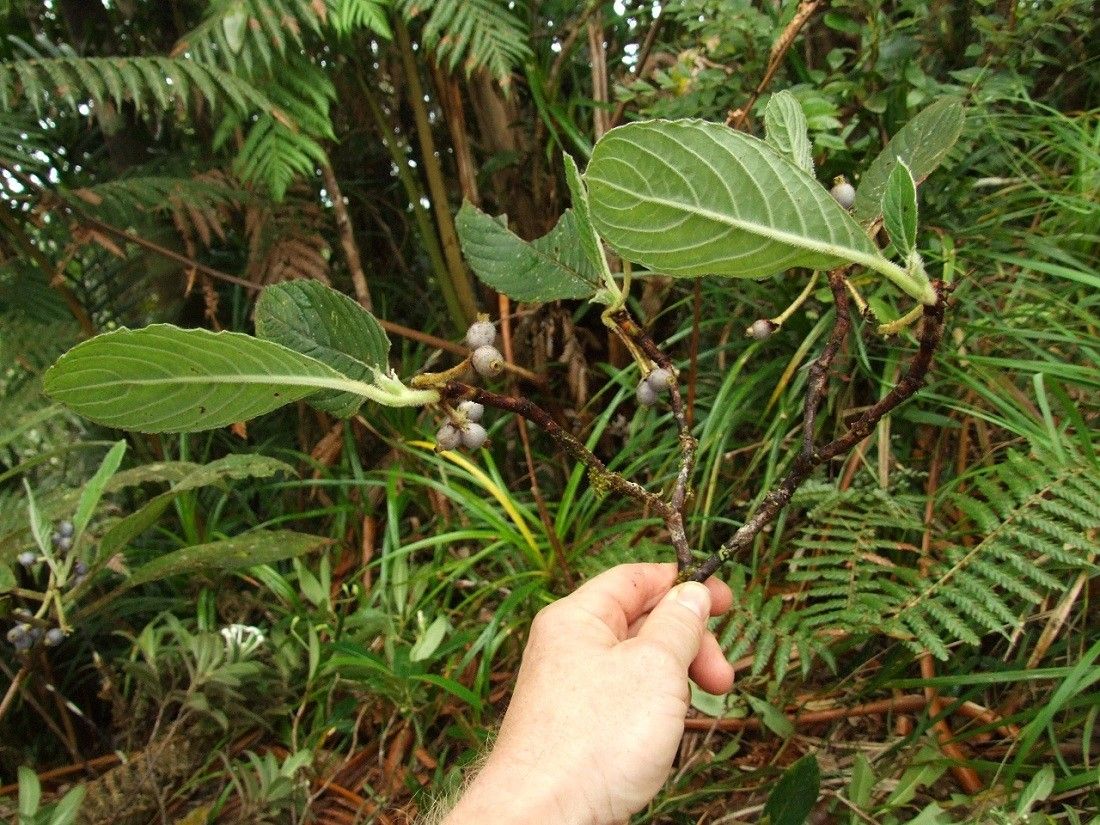 Psychotria schumanniana habit