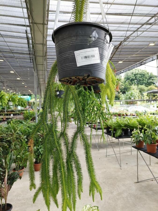 Huperzia squarrosa leaf