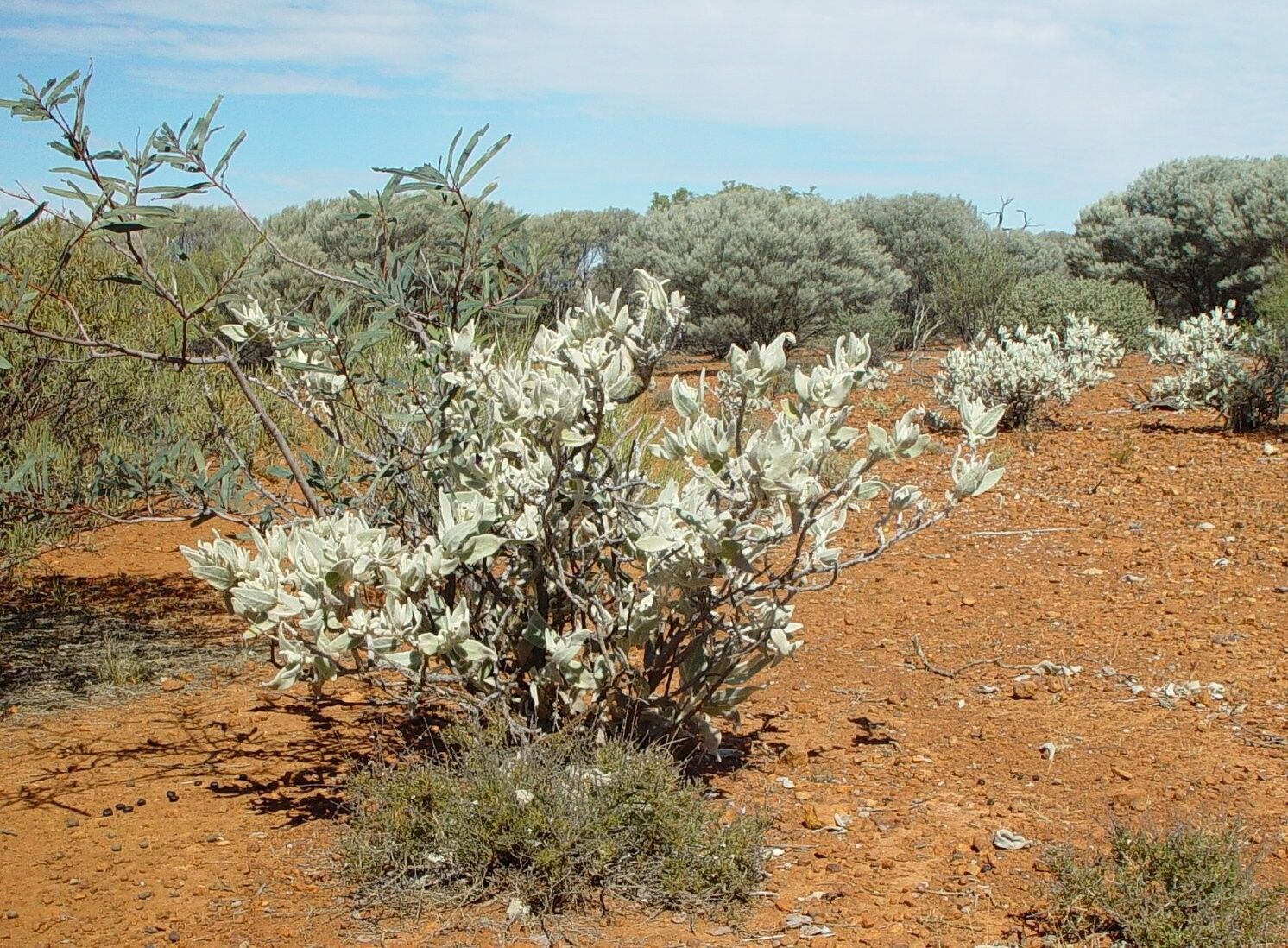 Solanum lachnophyllum habit