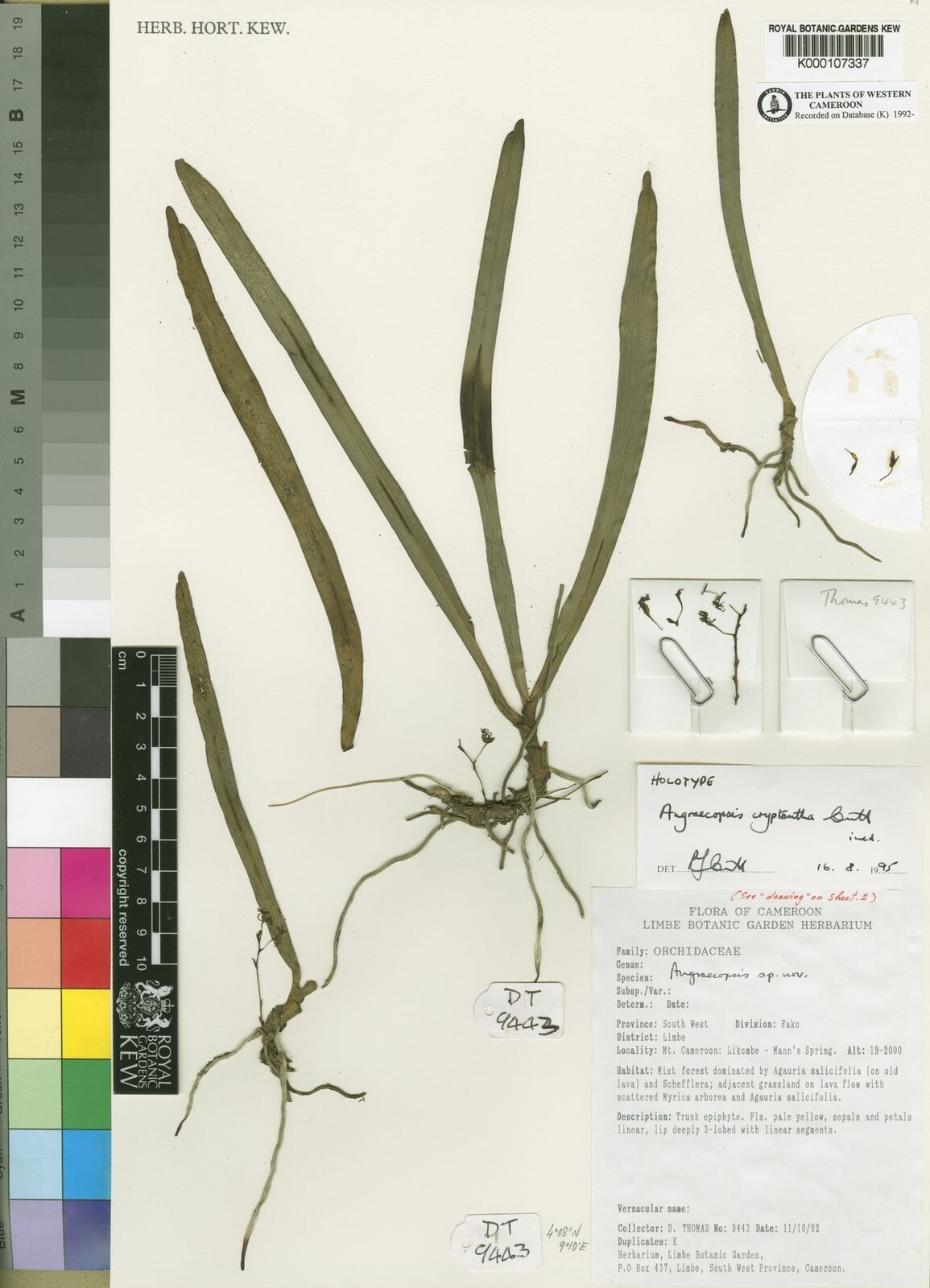 Angraecopsis cryptantha — search result for 'Cryptantha'