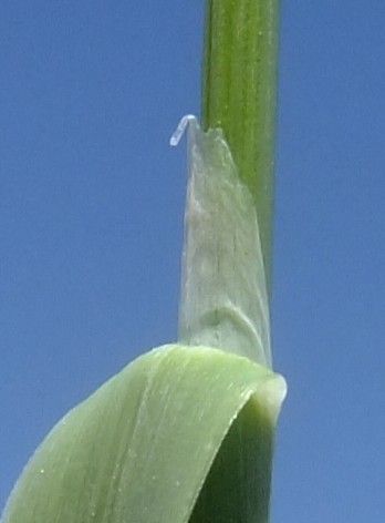 Helictochloa versicolor bark