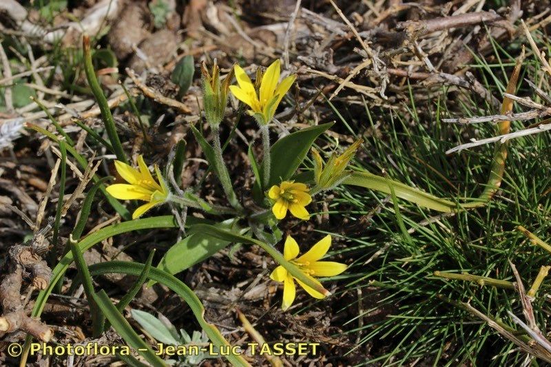 Gagea dubia habit