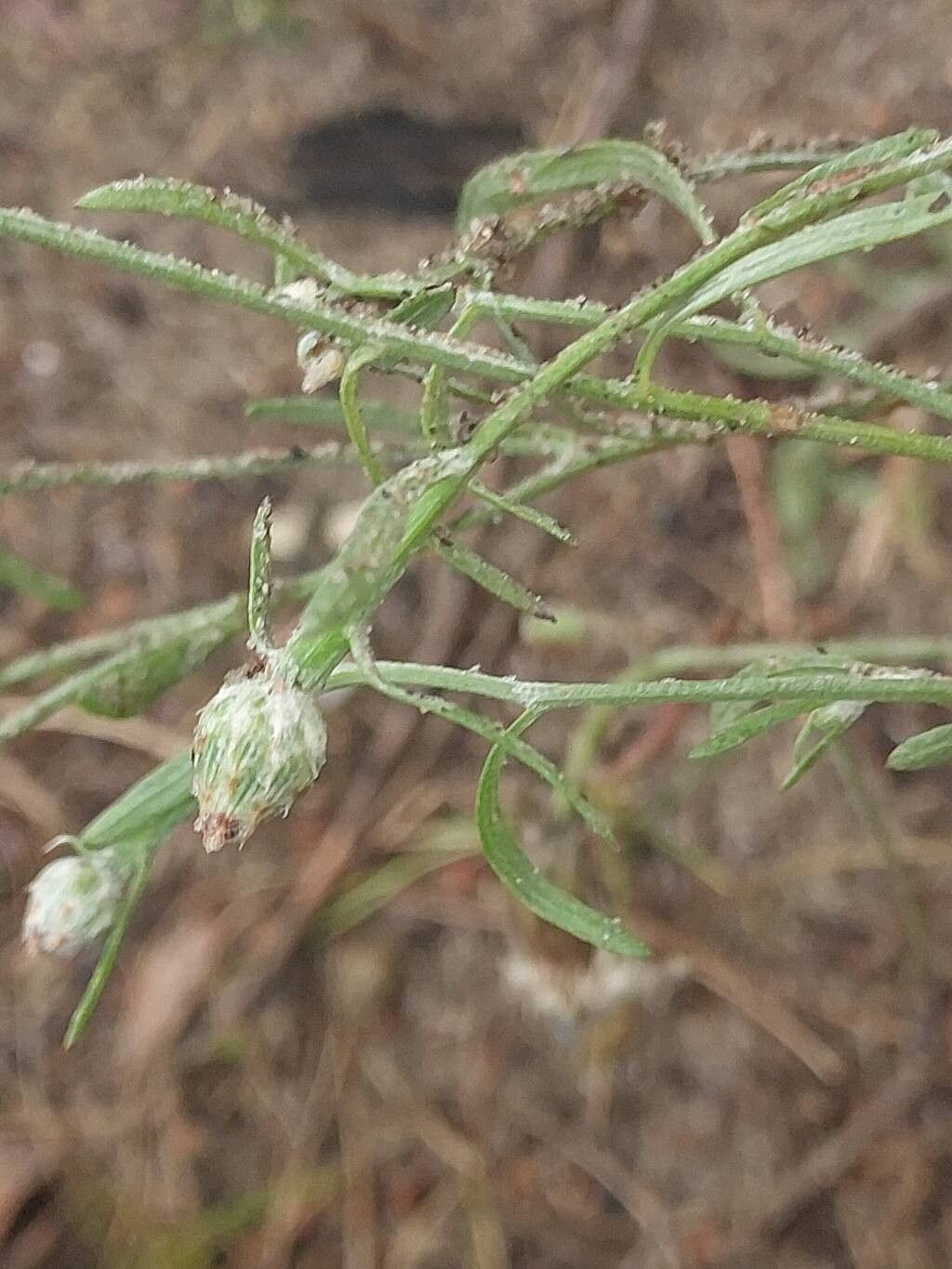 Centaurea borysthenica bark