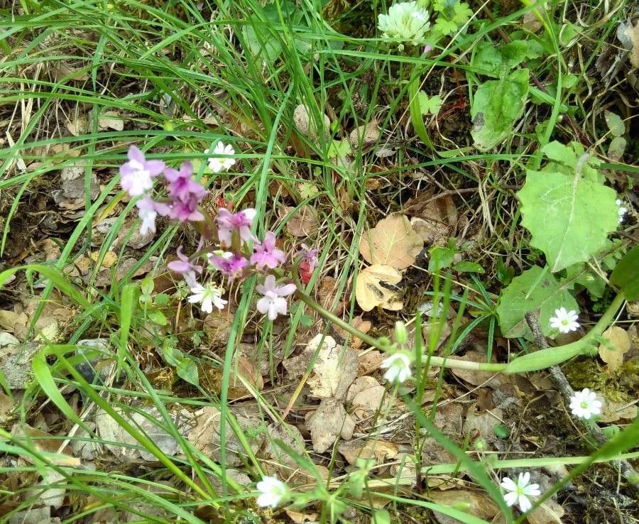 Orchis quadripunctata habit