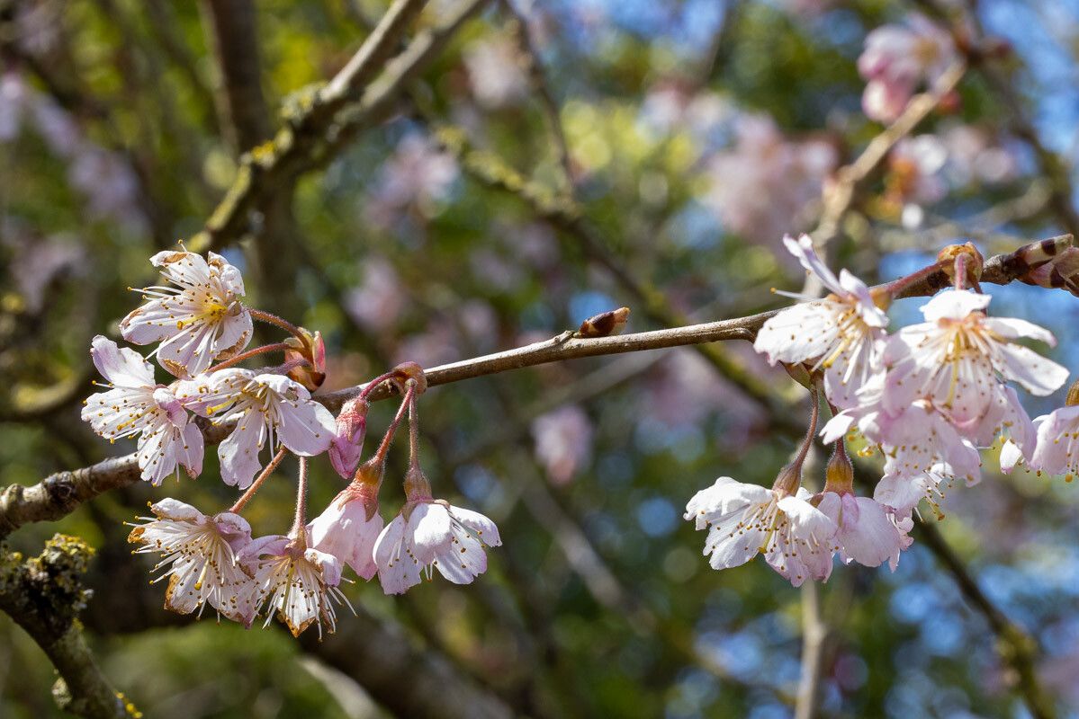 Prunus pseudocerasus bark