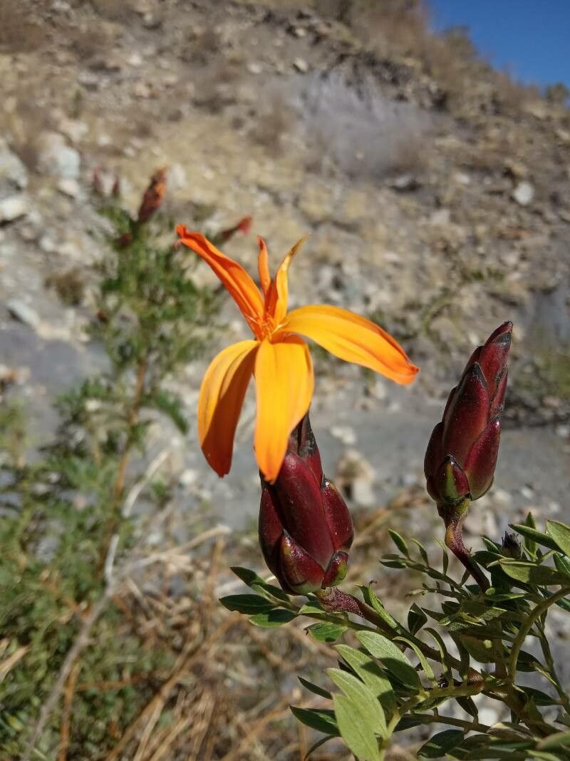 Mutisia acuminata flower