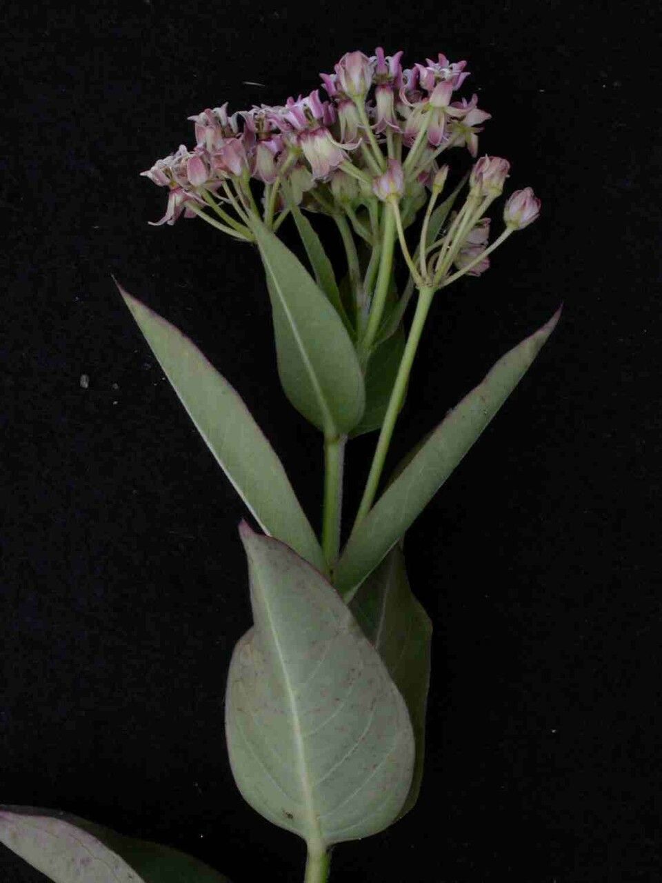 Asclepias mellodora — search result for 'Asclepias'