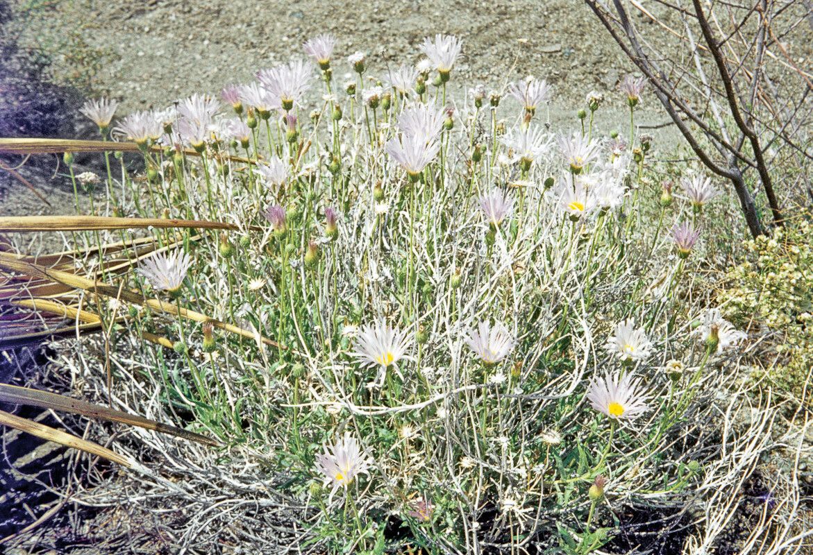 Xylorhiza tortifolia — related species from the same genus