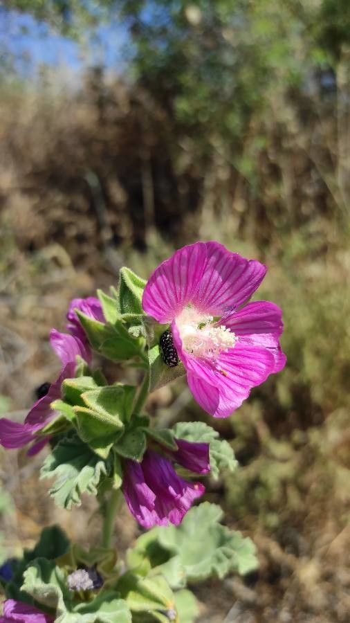 Lavatera triloba — houseplant care guide