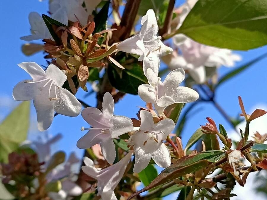Abelia × grandiflora flower