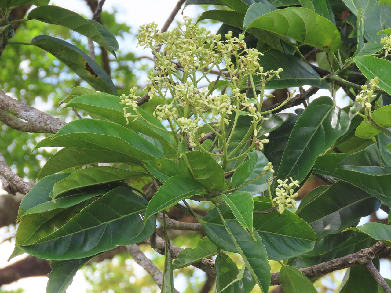 Hernandia didymantha — search result for 'Honduras'