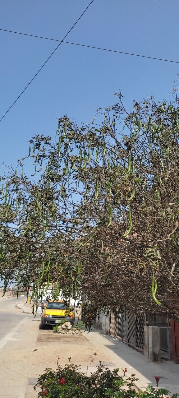 Prosopis juliflora fruit