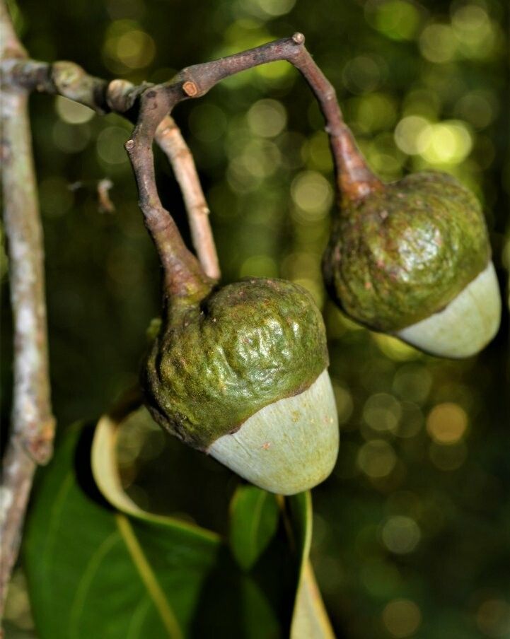 Ocotea aciphylla fruit