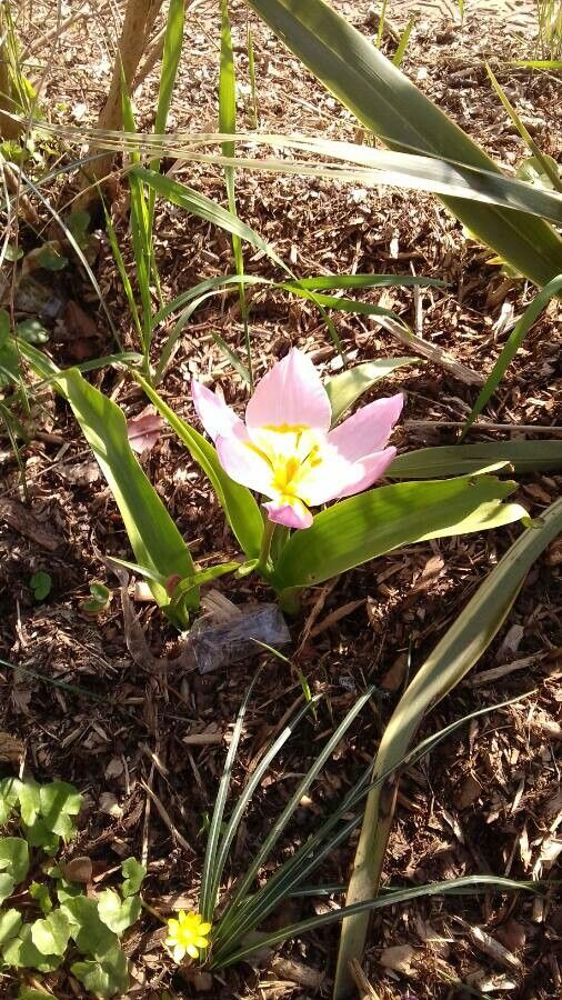 Tulipa humilis habit