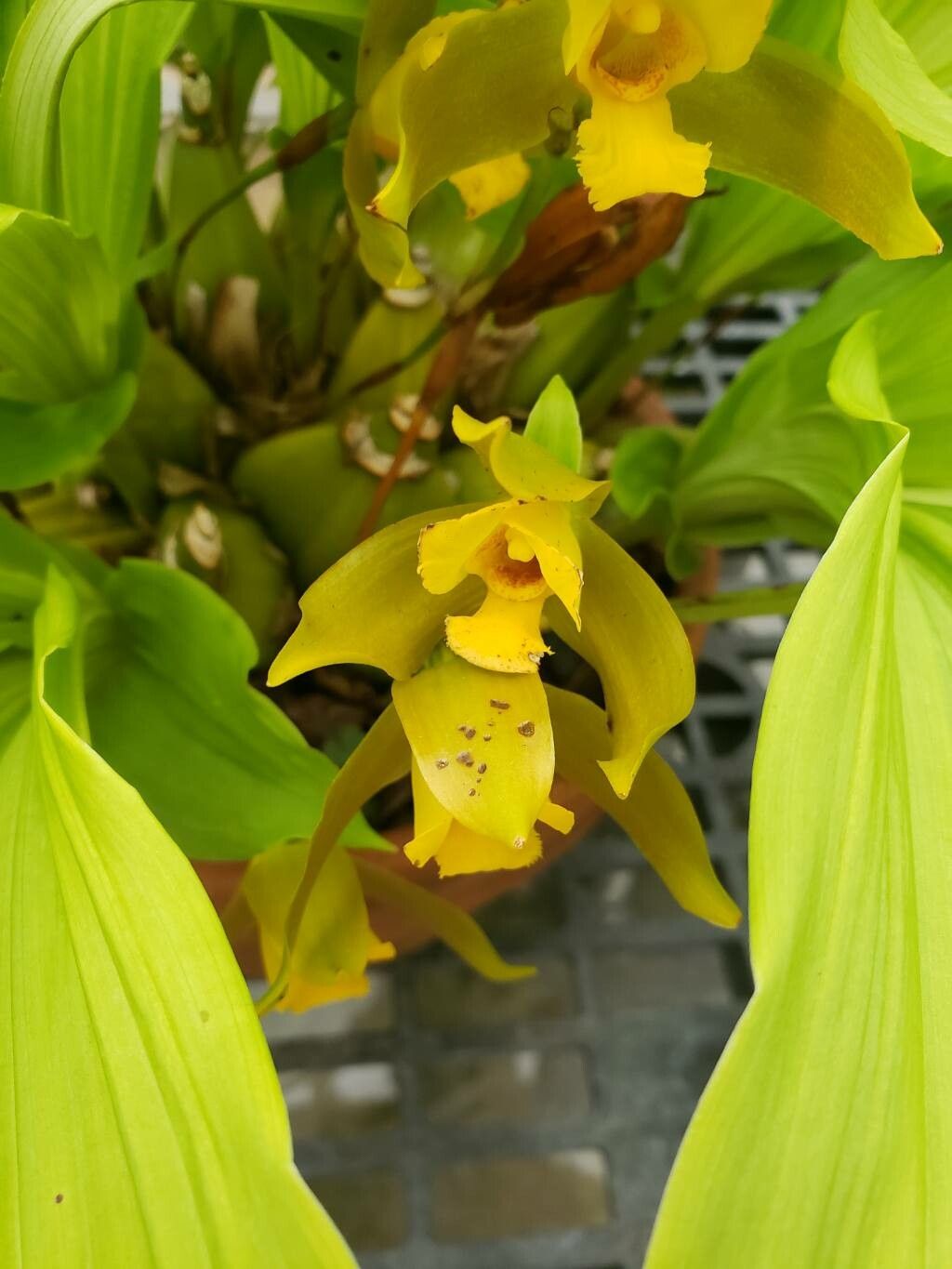 Lycaste schilleriana flower