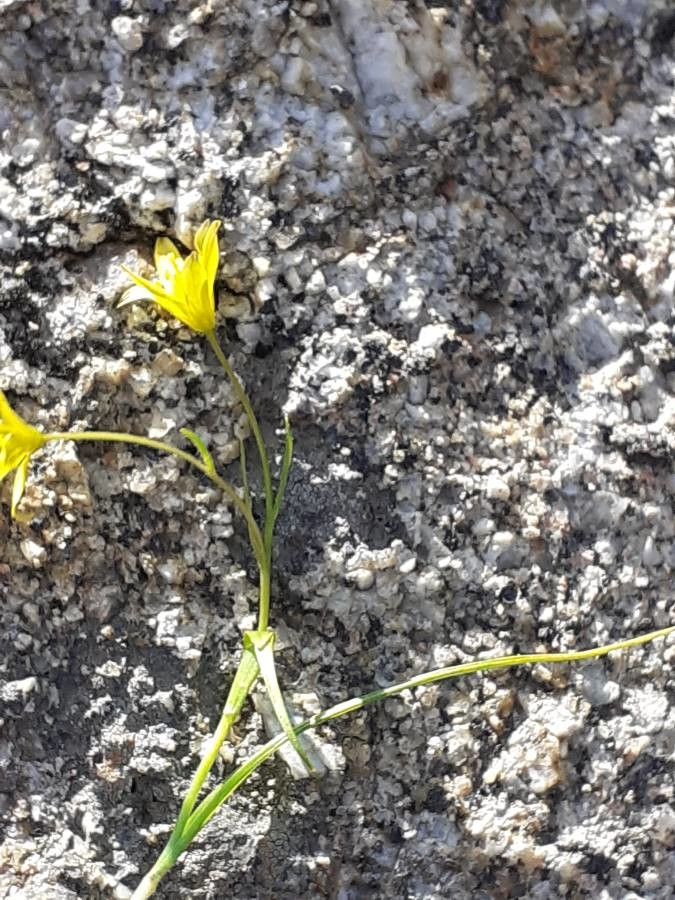 Gagea soleirolii leaf