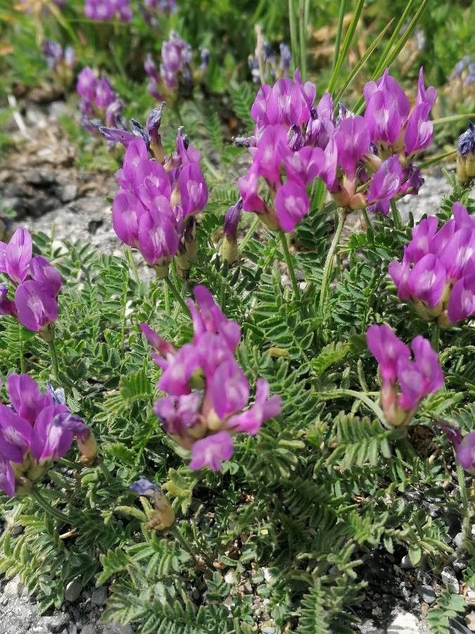 Astragalus danicus flower