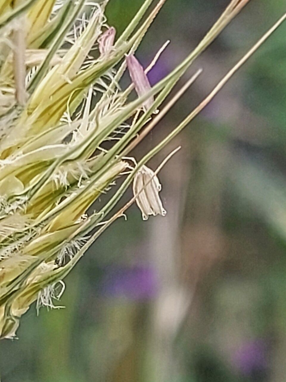Hordeum marinum flower