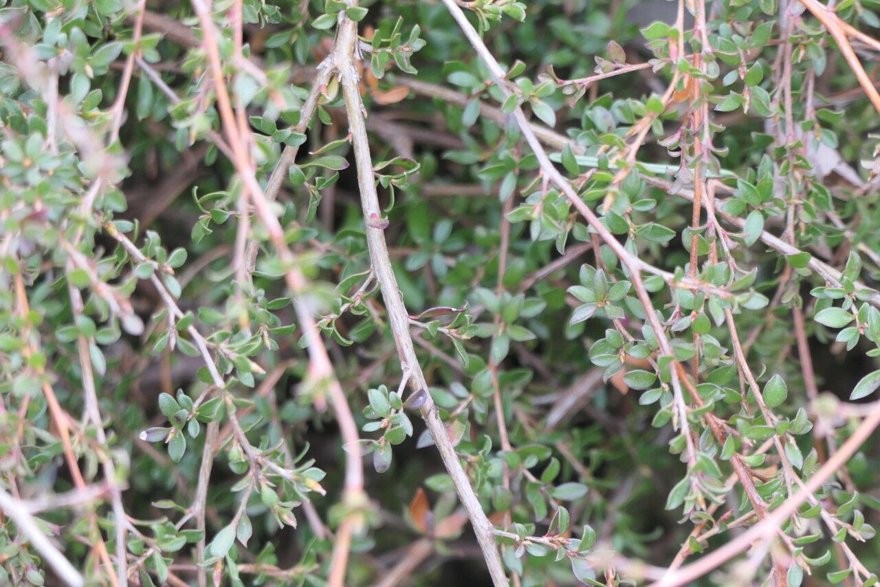 Leptospermum rupestre bark