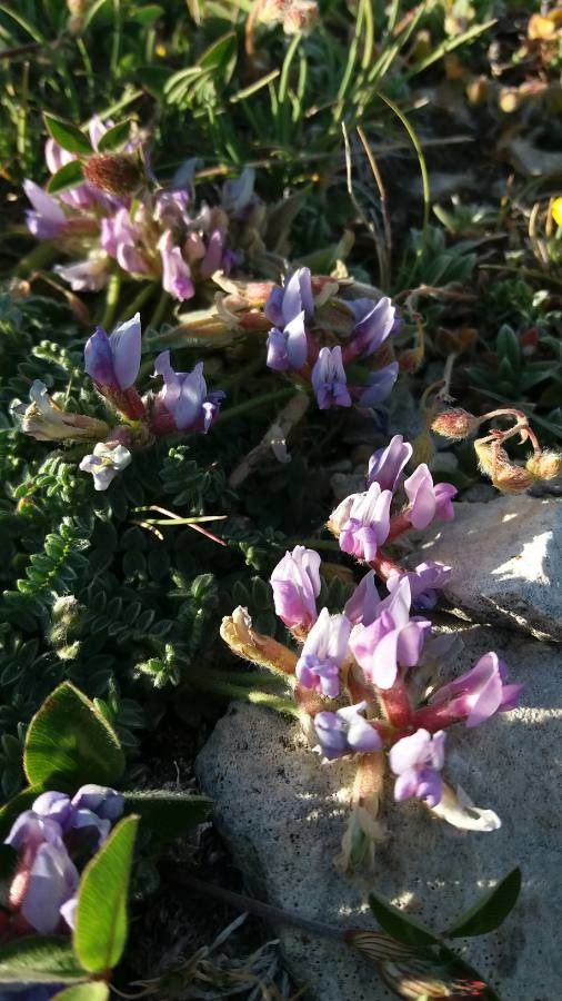 Oxytropis amethystea flower