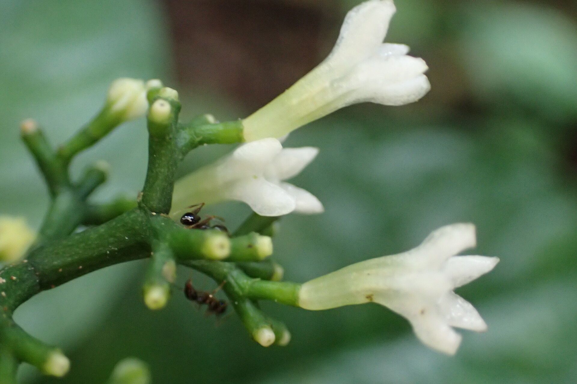 Chassalia pteropetala flower