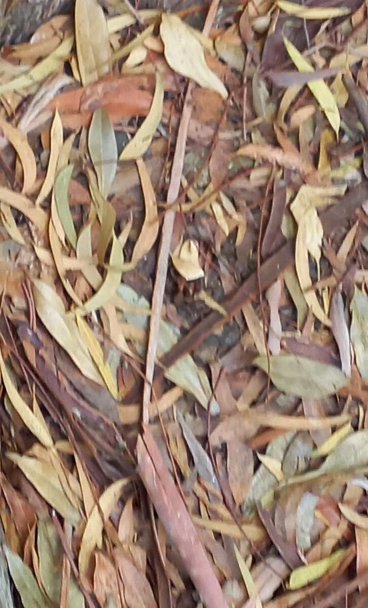 Eucalyptus dorrigoensis — houseplant care guide