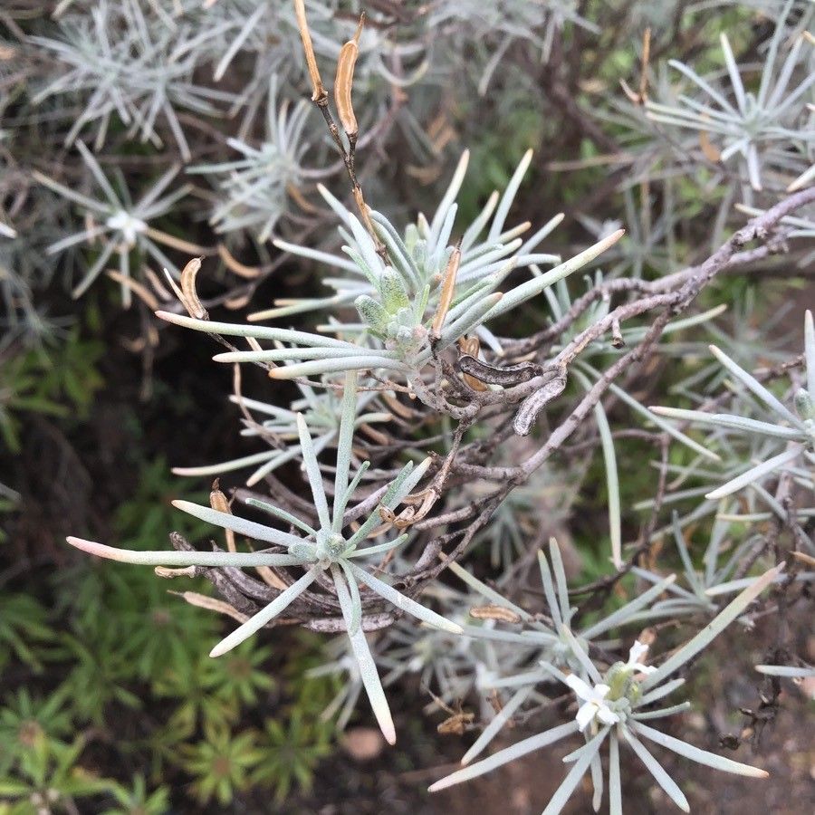 Parolinia ornata — houseplant care guide