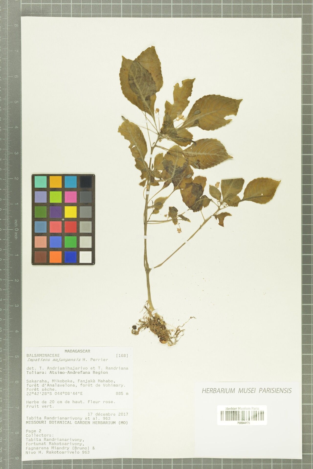 Impatiens majungensis — houseplant care guide