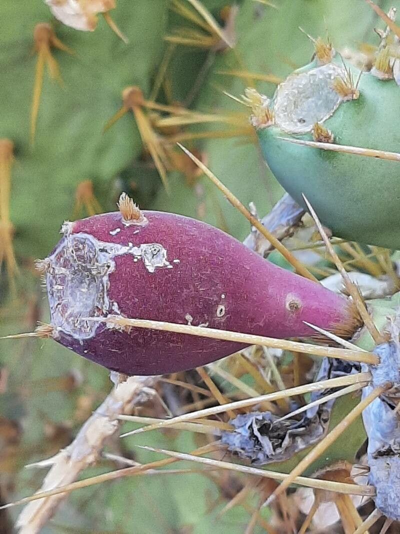 Opuntia polyacantha fruit