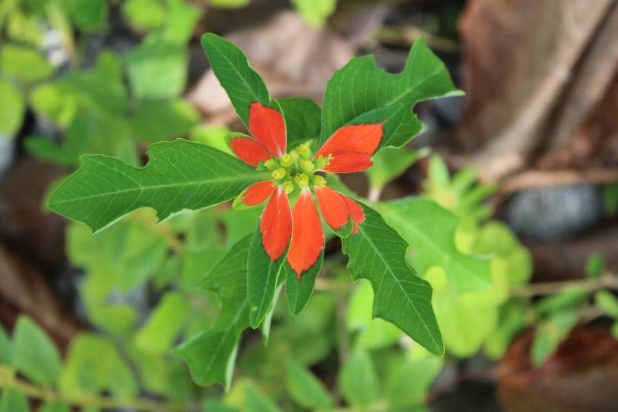 Euphorbia cyathophora flower
