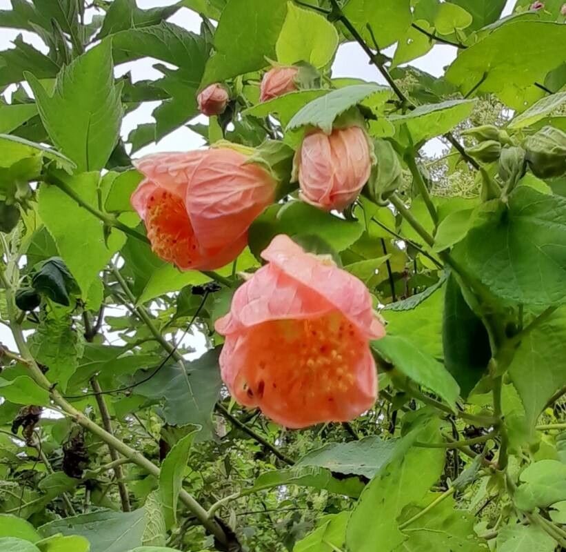 Abutilon jujuyense flower