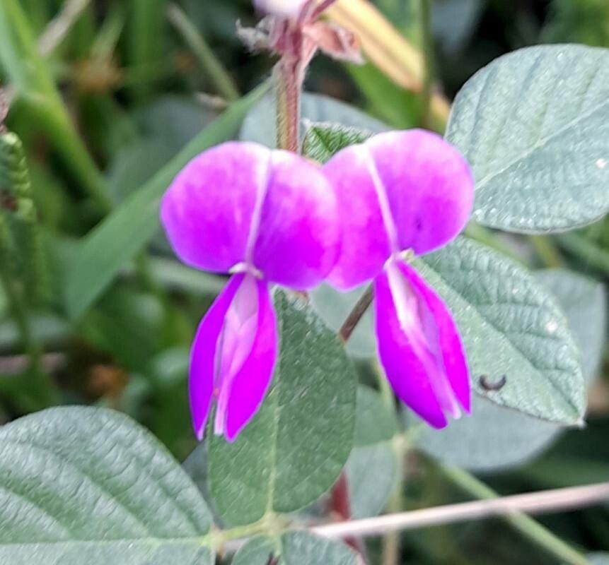 Desmodium subsericeum flower