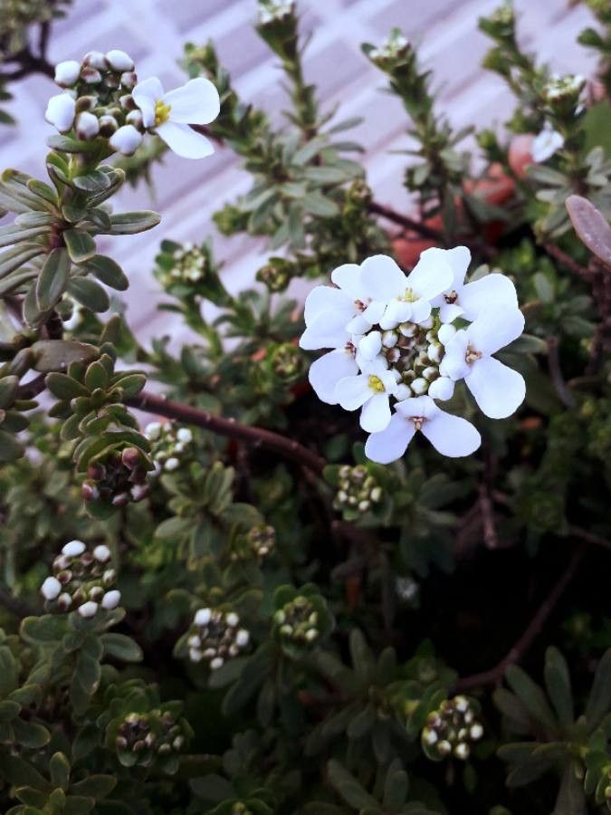 Iberis semperflorens flower