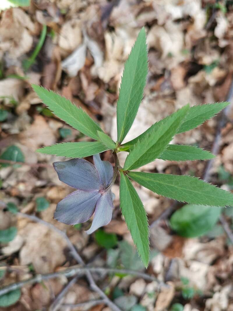 Helleborus atrorubens