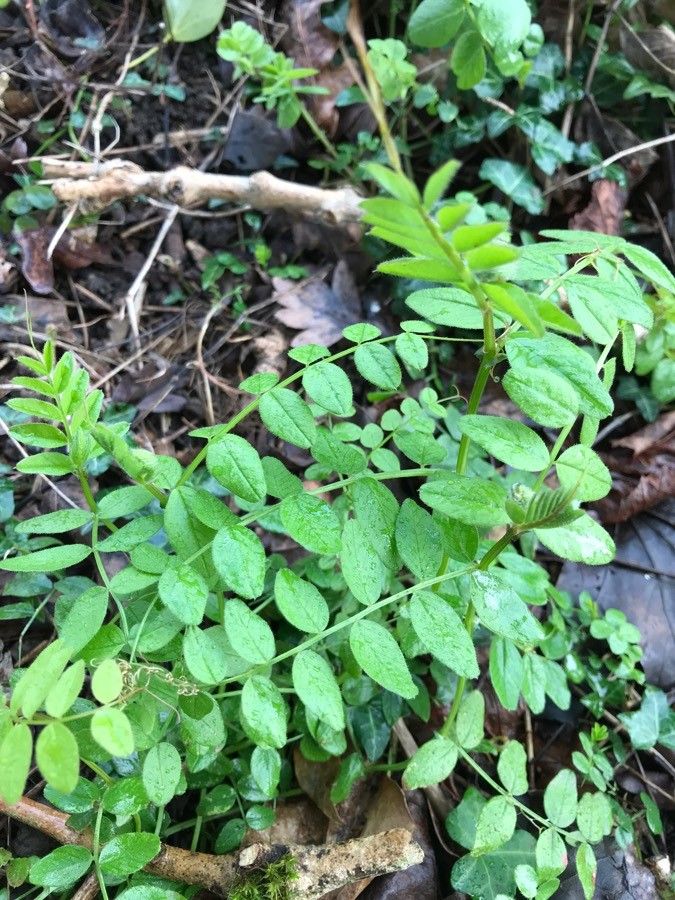 Vicia grandiflora — search result for 'Vicia'