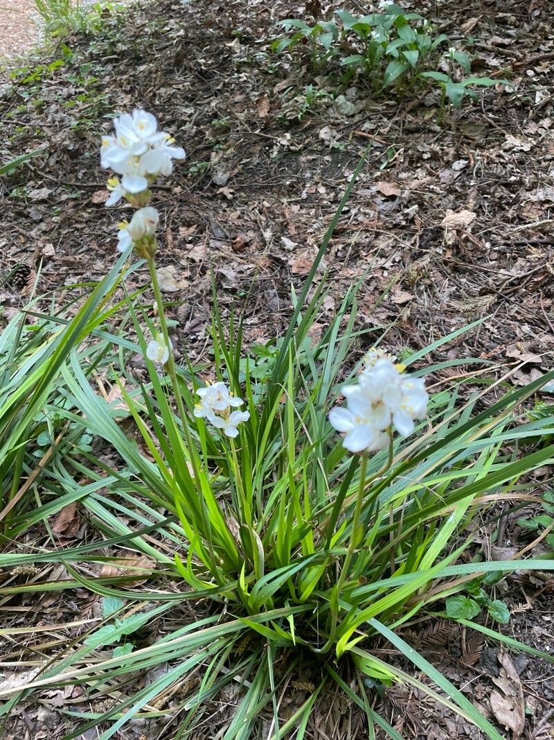 Libertia chilensis habit