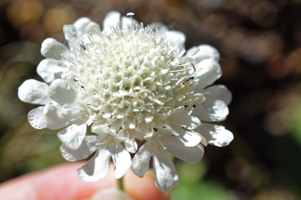 Scabiosa balcanica flower
