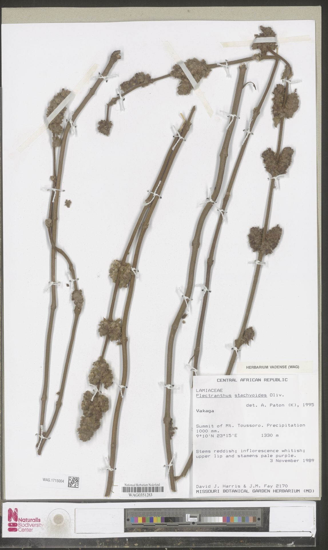 Coleus stachyoides — houseplant care guide