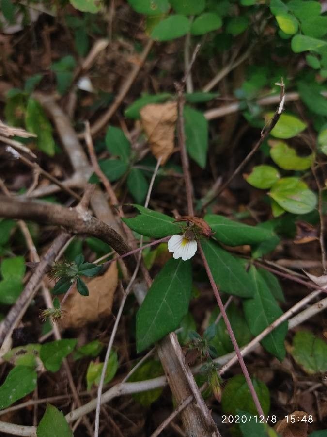 Blepharis maderaspatensis habit