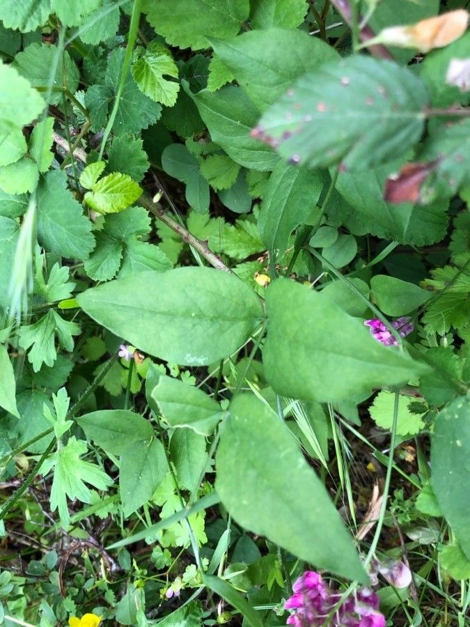 Lathyrus venetus — search result for 'Lathyrus'