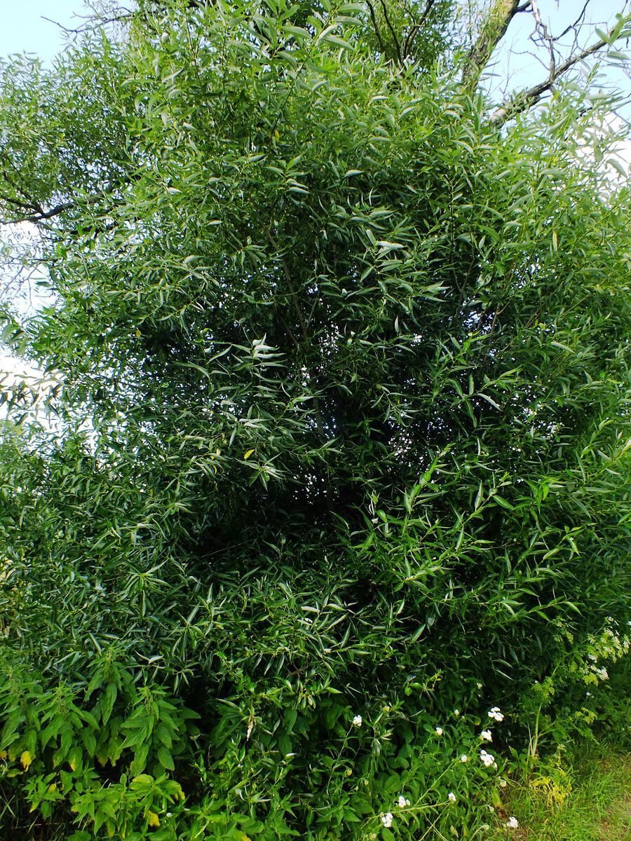 Salix lucida habit