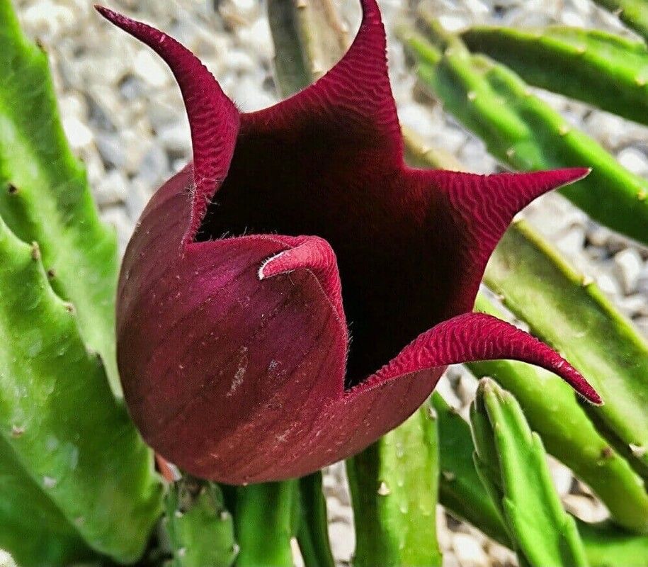 Stapelia leendertziae flower