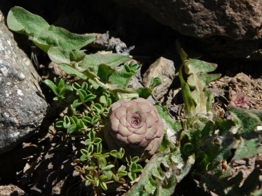 Viola columnaris — search result for 'Viola'
