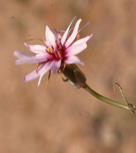 Catananche caespitosa flower