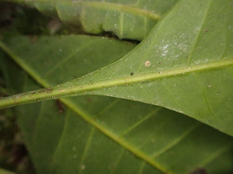 Synsepalum longicuneatum leaf