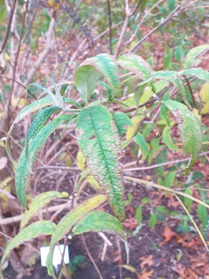 Buddleja albiflora leaf