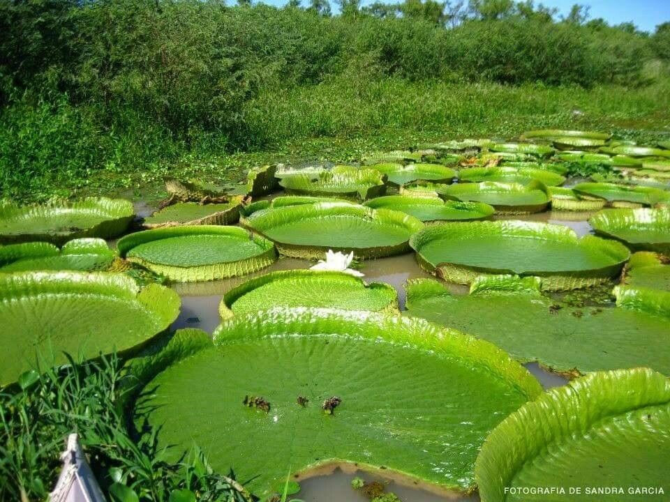 Victoria cruziana leaf