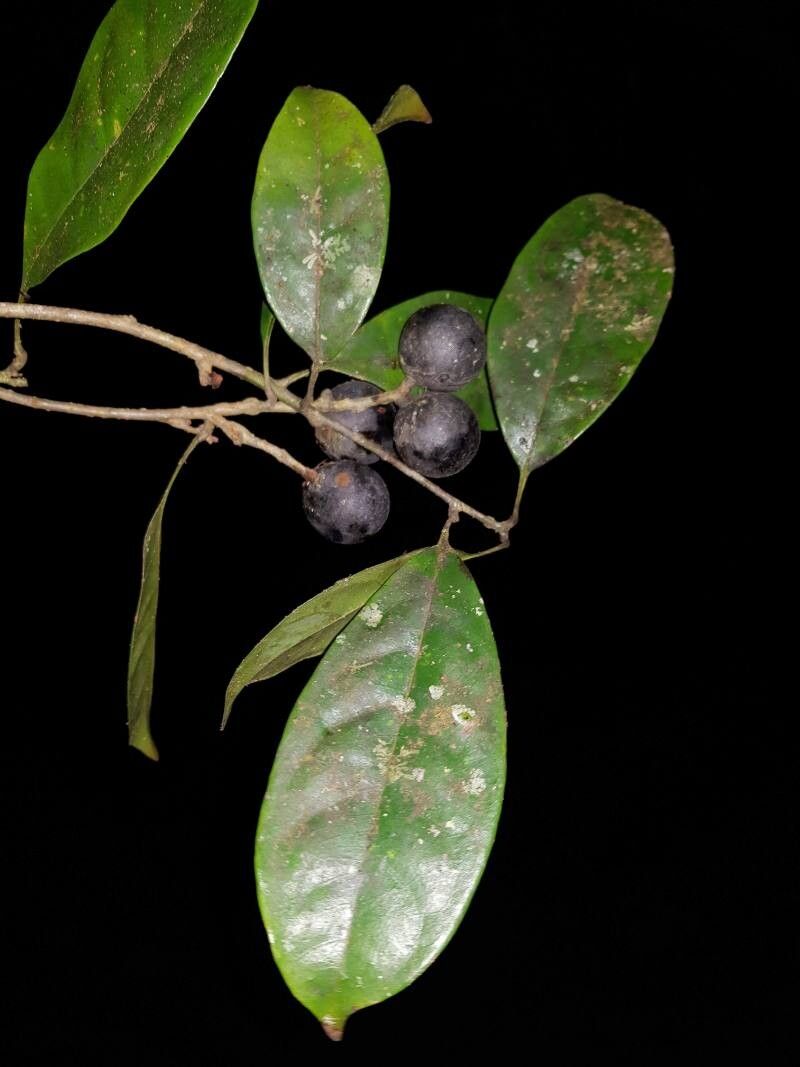 Meliosma grandiflora — houseplant care guide