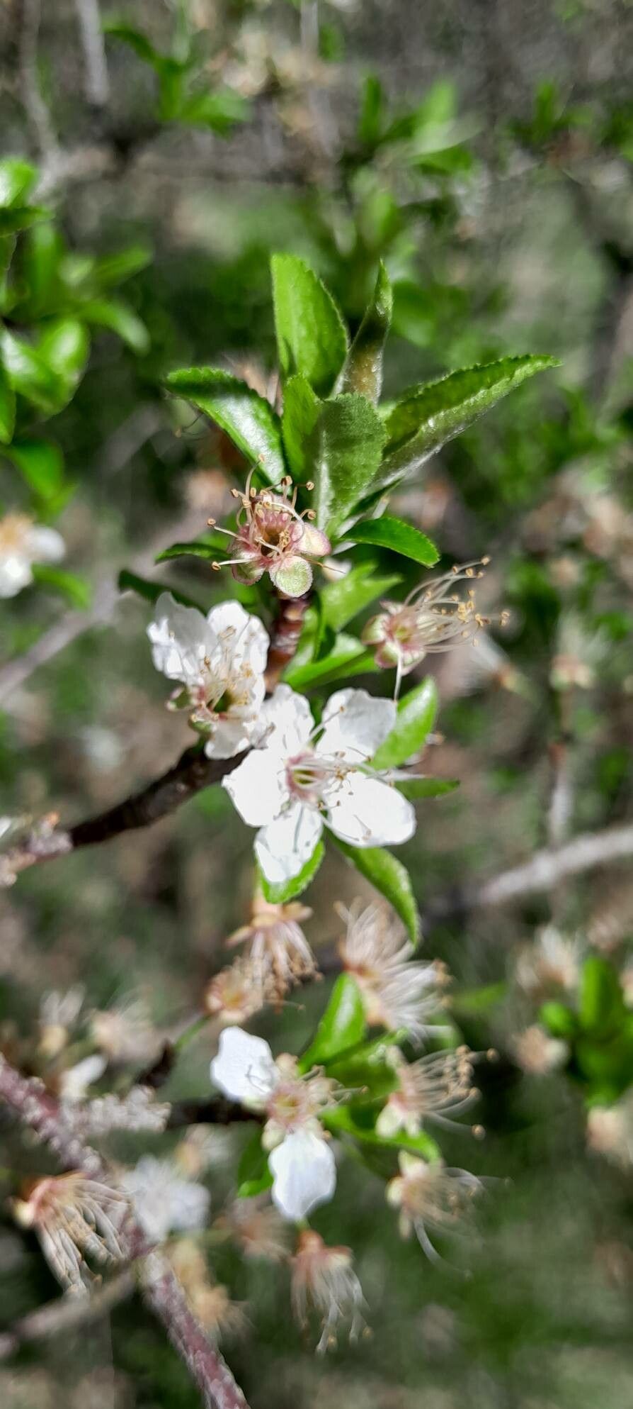 Prunus × fruticans flower